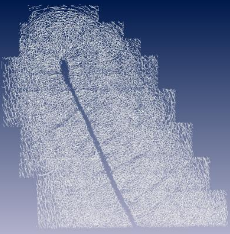 Overview of the centerlines of the reconstructed micro-vascular network in 3D