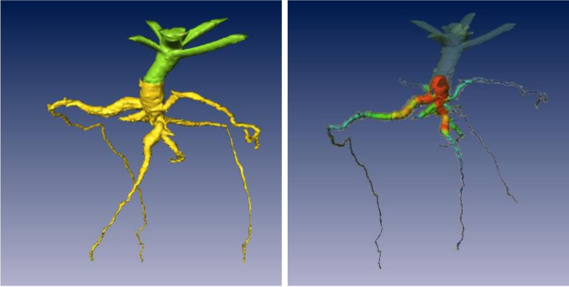 The same method applied to plant roots: concrete proof of the generality of the approach