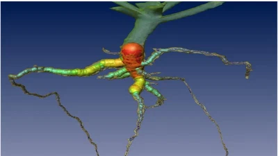 Automated method for non-destructive 3D visualisation of plant root architecture using X-ray tomography featured image